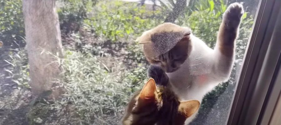 お互いに歩み寄る…！正反対の性格な猫ちゃんたちがお部屋の中で交流してみた♡