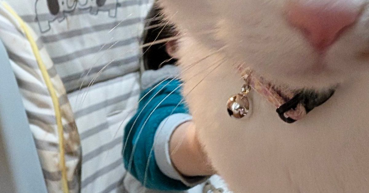 息子を撮影しようとカメラを向けたら、『猫』が…まさかの瞬間に２万いいね「プライバシーはオラが守るｗ」「可愛すぎる」とSNSで話題