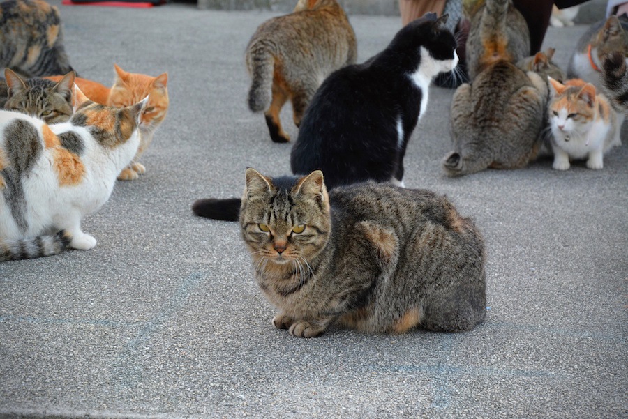 人懐っこい野良猫がいるのはどうして？