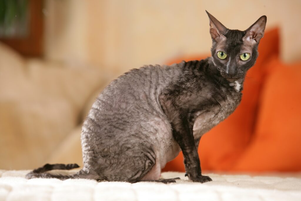 【獣医師監修】コーニッシュレックスってどんな猫？特徴や性格から飼う前の注意点・価格相場まで徹底解説