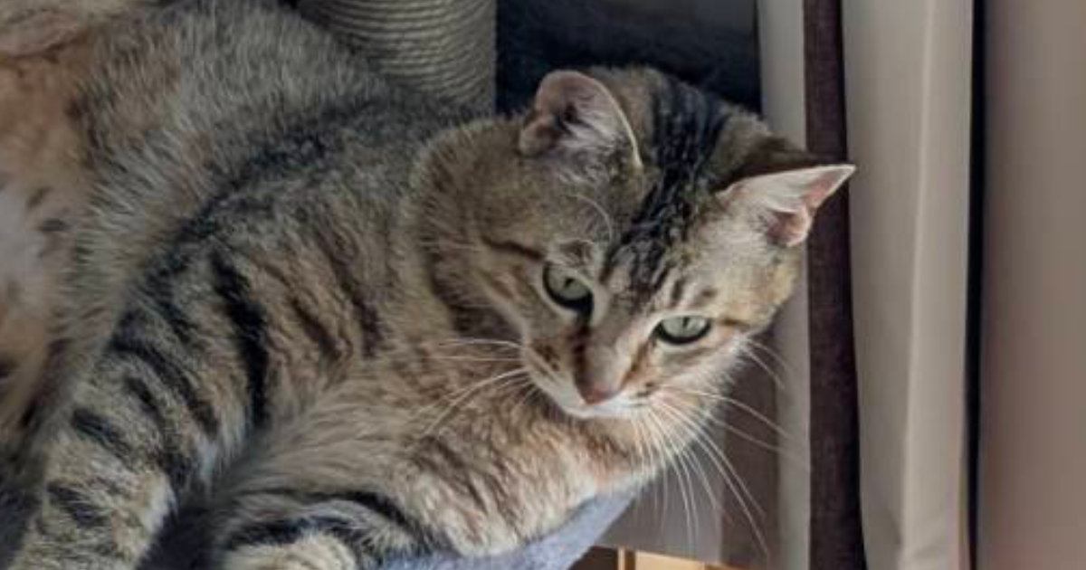 保護されてから1か月が経った猫→キャットタワーの上で…リラックスしすぎな『まさかの体勢』に２万いいね「素晴らしい」「大御所感ｗ」