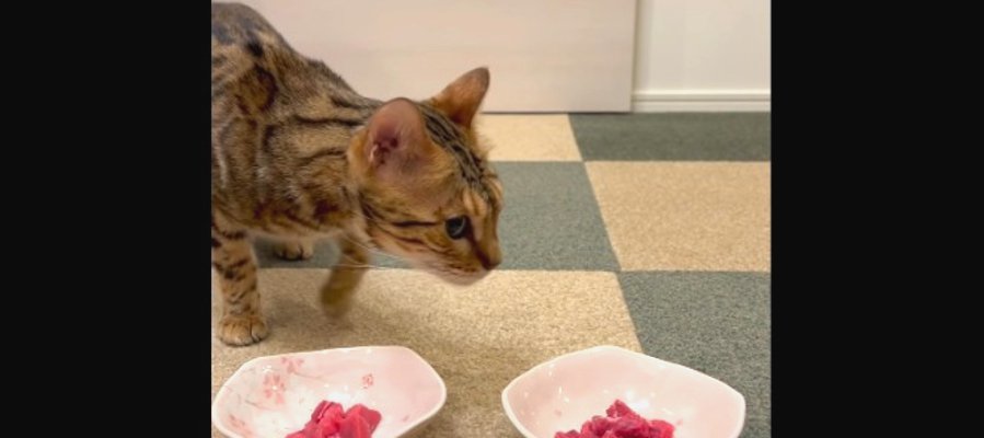 猫ちゃんは高級肉と安いお肉どっちに食いつくかな？