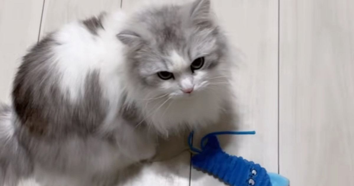 大好きなママと離れたくない猫ちゃん→ママが仕事に行こうとすると…まさかの行動が19万再生「足を怪我したので休みますｗ」「行けないね」