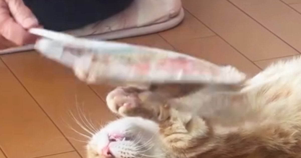 猫のことを『うちわ』でパタパタと『扇いであげる』と……笑ってしまう光景に４万いいね「どんどん伸びてる気がするｗ」「おててがたまらん」
