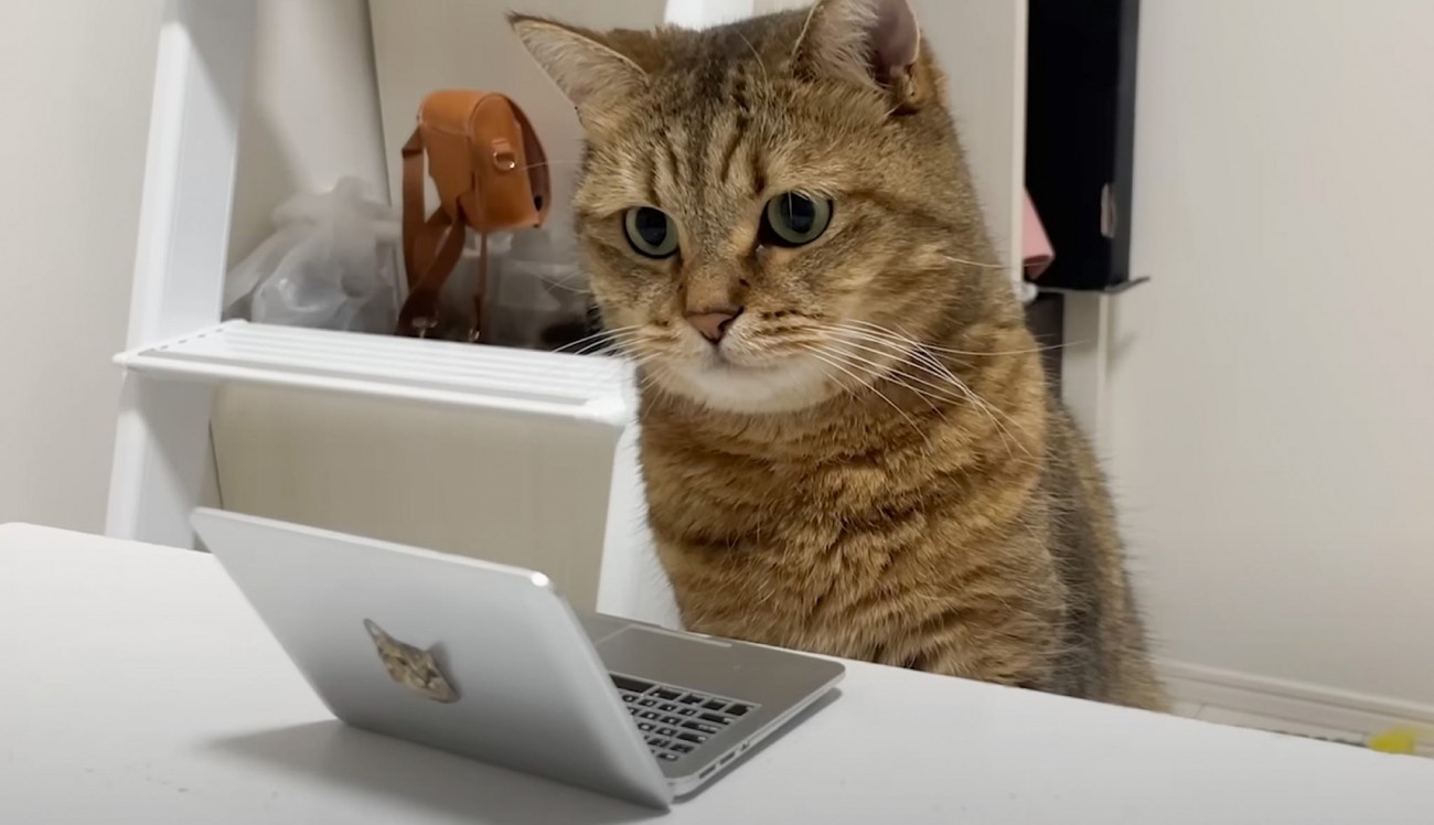 仕事を邪魔する猫に『ミニパソコン』を支給した結果…まさかの"行動"に「立派なビジネスニャン」「控えめに言って天才」と反響
