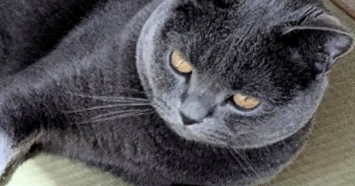 お部屋でくつろいでいた猫→おてての先を見ると……「でっかいライトセーバーみたいｗ」「パワーを感じる」思わず笑う『まさかの瞬間』に反響