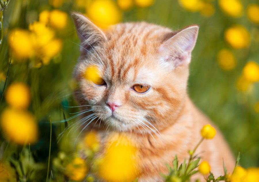 死んだ猫は飼い主に会いに来る？不思議な体験談３選