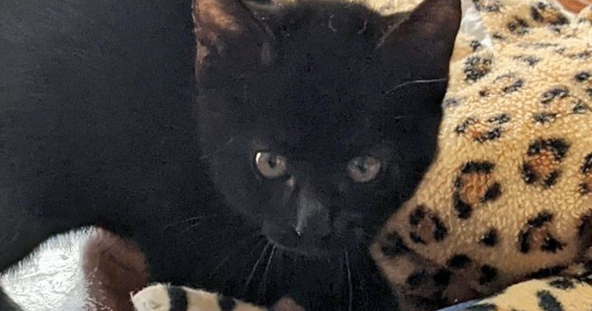 毛を逆立てて『やんのか』していた小さな子猫→成長すると…貫禄たっぷりな『5年後の光景』に「洗練されてる」「どちらも尊い」と115万表示