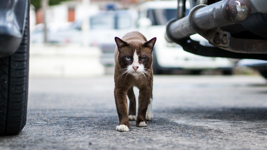 「どら猫」の意味は？「野良猫」との違いや語源を解説