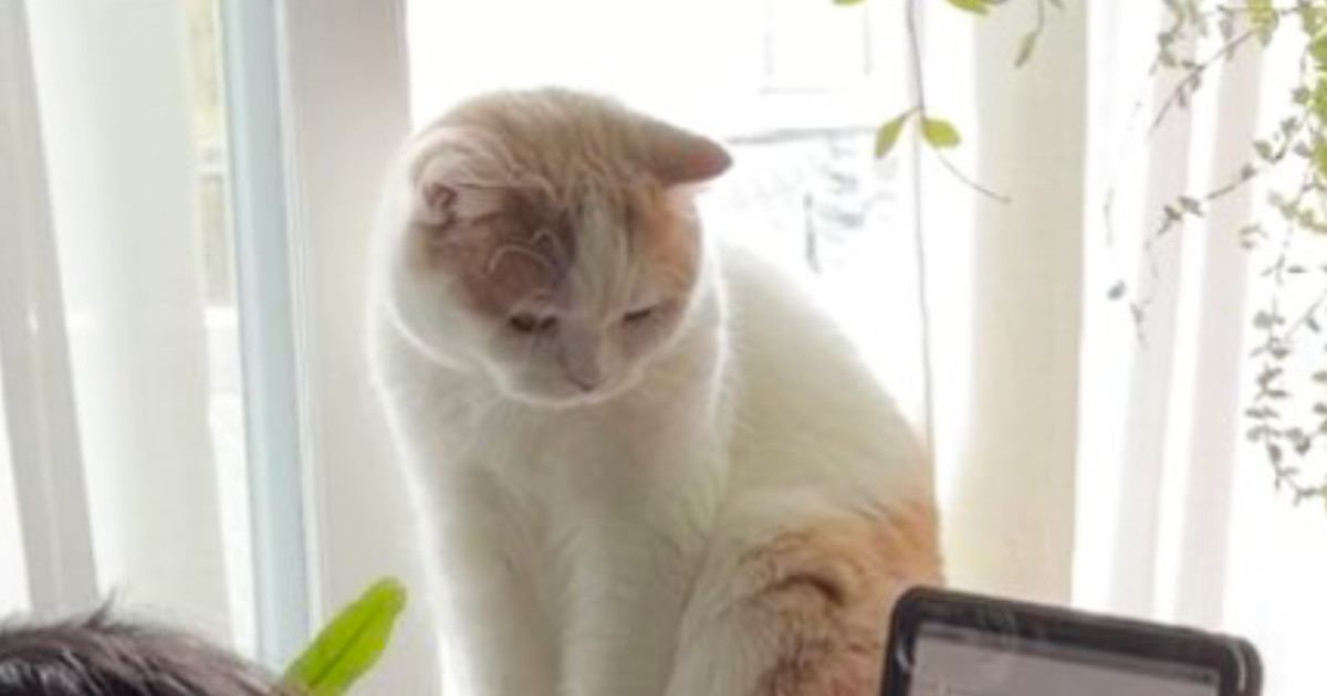 猫に『絵のモデルになって』とお願いしたら…『おすましフェイスのイラスト』が可愛すぎると89万表示「味のある絵」「猫ちゃんの反応ｗ」