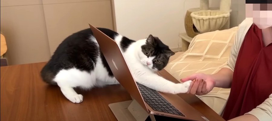 『我慢も限界だにゃ〜！』遊んでほしい猫くん