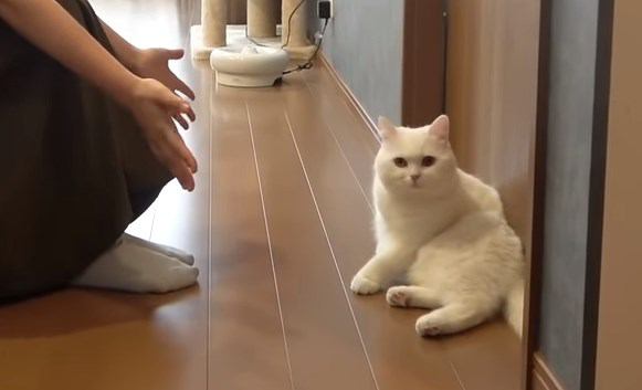 兄vs妹！！猫ちゃんを呼んだらどっちに来る？？