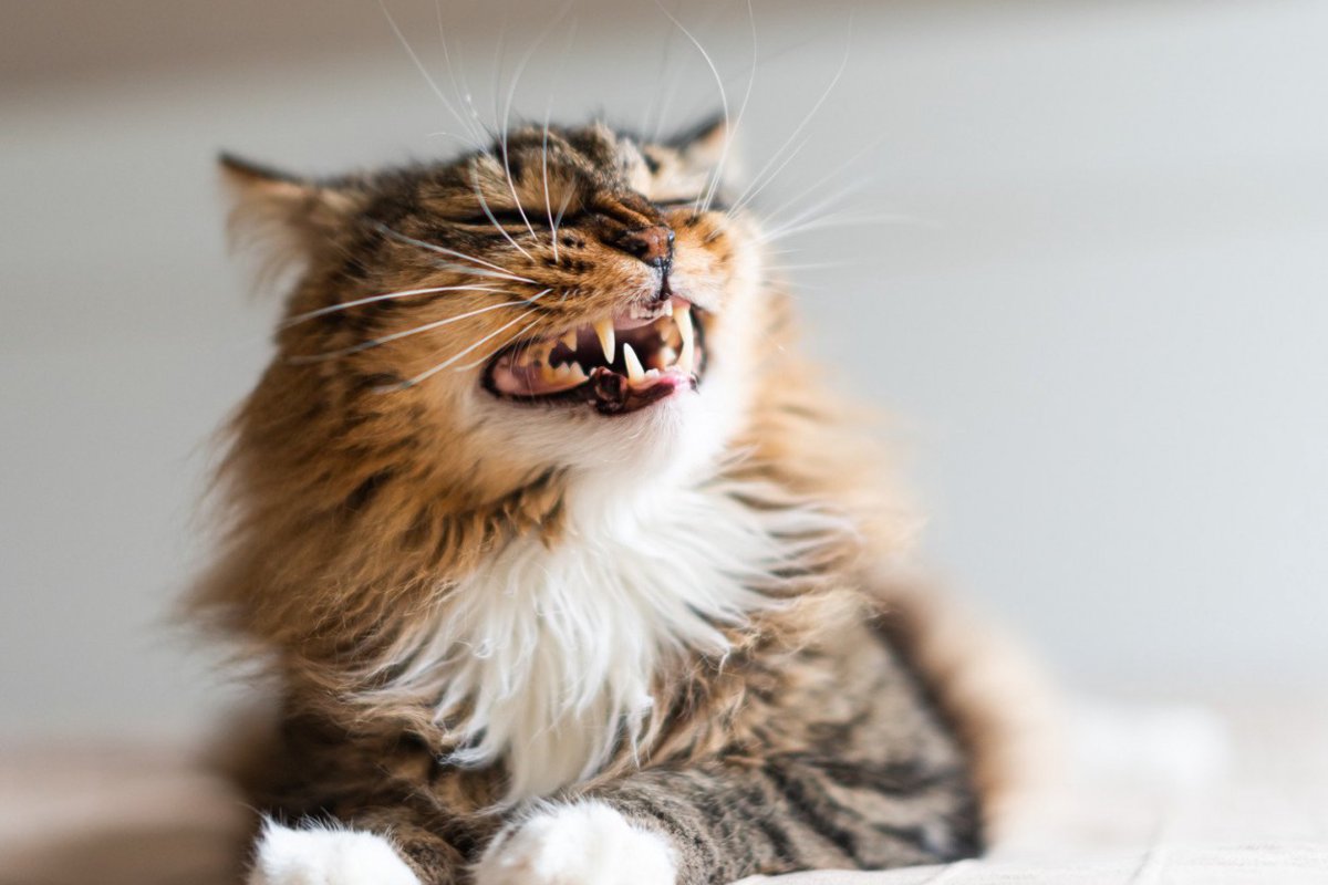 よだれ？違和感？猫の『口の異変』で確認すべき3つのこと【獣医師執筆】