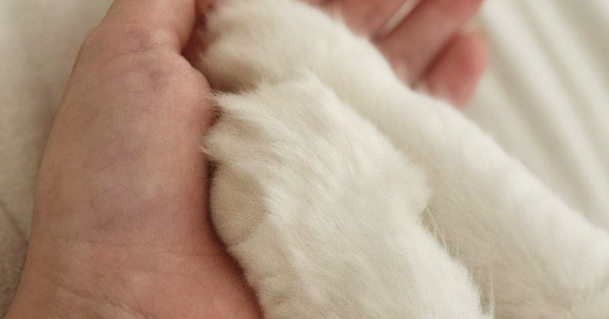 体調不良で寝ていると、そばにやって来た『愛猫』が…尊さあふれる『優しい行動』に３万いいね「肉球療法にゃ」「ええ子や…」と反響