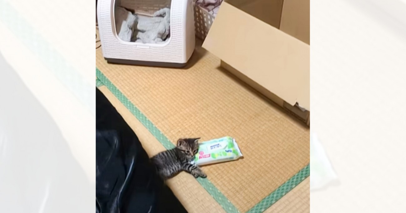 『保護した子猫』の様子を見たら…5日前まで野良だったとは思えない『とんでもないくつろぎ方』が86万再生「枕にしてて笑った」「幸せだねｗ」
