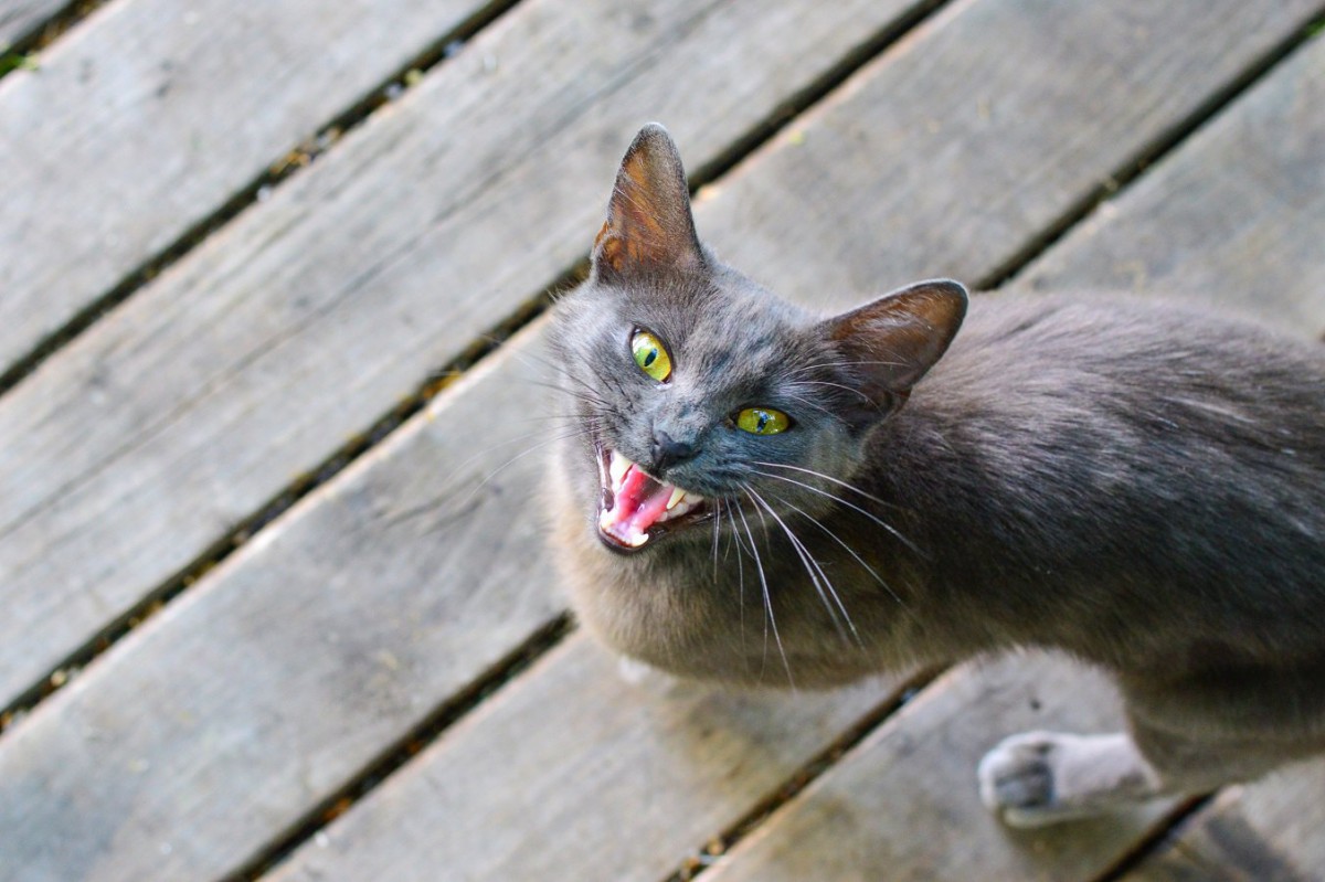 猫が飼い主さんに「察してよ！」と思っていること