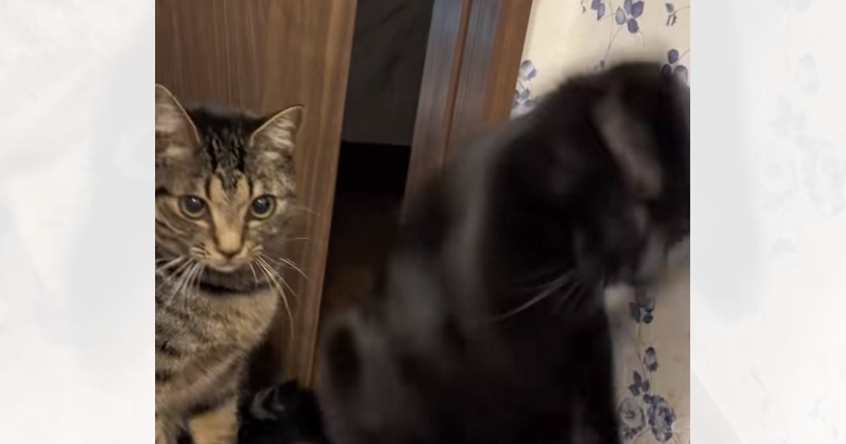 突然床に向かってパンチし始めた黒猫→横にいた猫が…想像を超えてくる『大暴れ』に「夜中に爆笑したｗ」「たまにバグるよねｗ」と105万再生