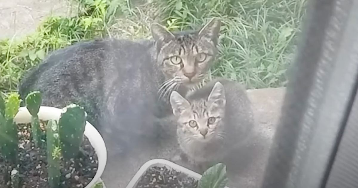 『子猫を託して消えた母猫』→家族に迎えて数か月後……まさかの光景と『親子の現在』に涙する人が続出「泣けてきます」「感無量」