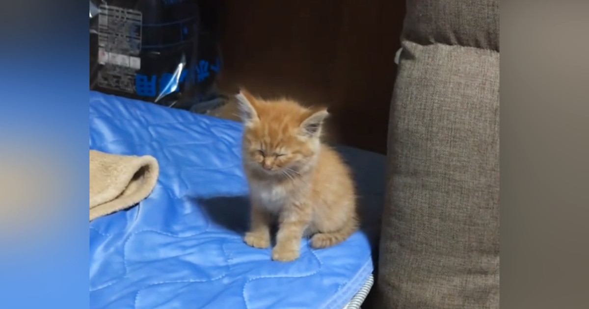 座っていた子猫→『睡魔』に襲われた結果……微笑ましすぎる瞬間が48万再生「母性が爆発するｗ」「食べちゃいたい」と悶絶の声続出
