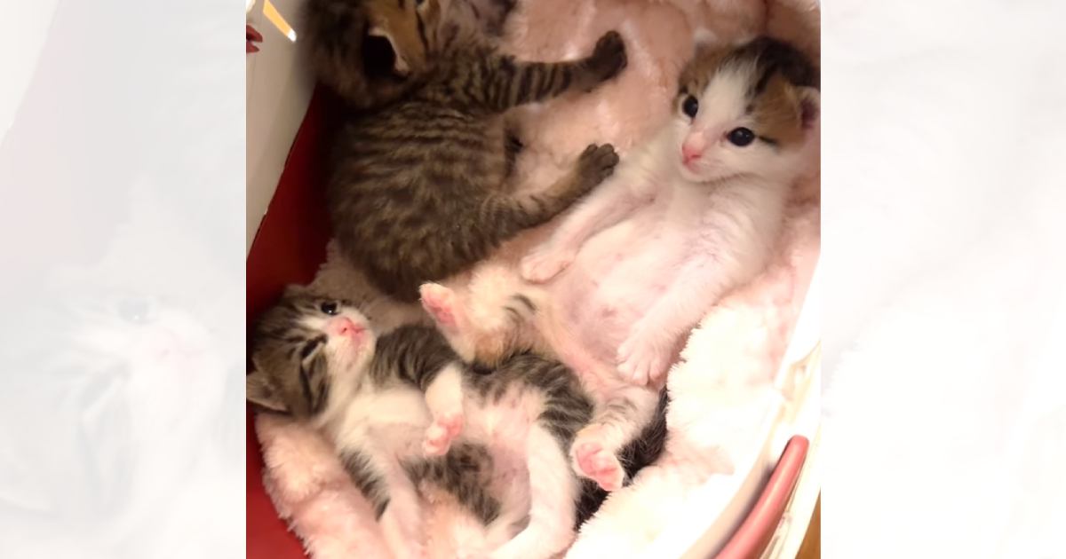 ミルクをたっぷり飲んだ子猫たち→お腹がパンパンに膨らんで…思わずニヤける『3匹の様子』が7万再生「悶絶級に可愛い」「天国かな」