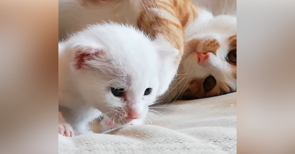 屋根裏で鳴いていた『赤ちゃん猫』を保護した結果→現在…胸が熱くなる『成長記録』が58万再生「優しさに感動した」「涙が止まらん」
