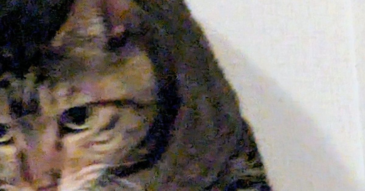 カーテンレールの上にいた猫の『口元』を見たら……「決定的瞬間ｗｗ」まさかの光景に５万いいね「嫌がらせすぎるｗ」「わるｗ」と爆笑の声