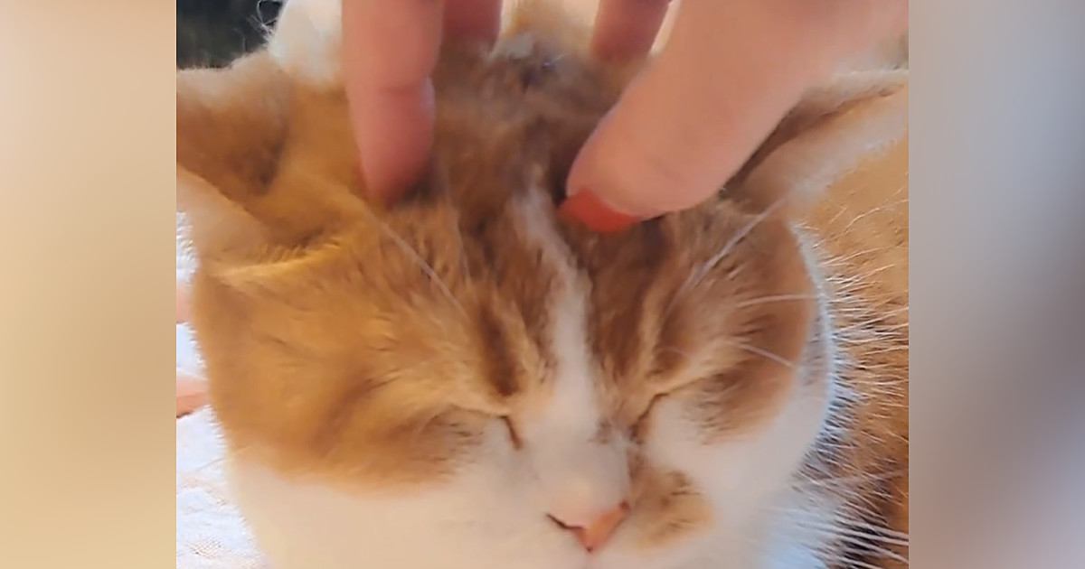 猫の頭をマッサージしていたら…飼い主が『手を離す』と→笑撃の光景に「え～すごい」「新しいヘアスタイルかなｗ」と話題に