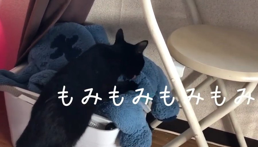 双子の子猫の個性が光る！