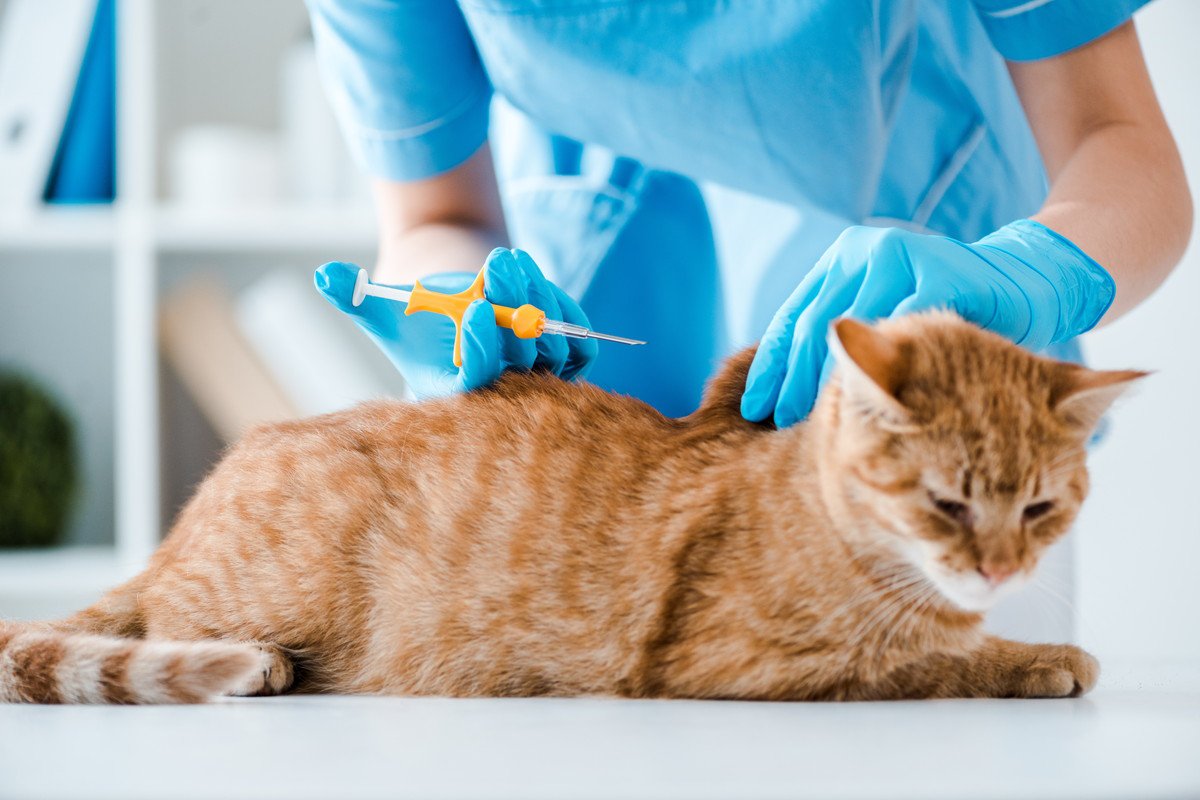 猫の『マイクロチップ』にまつわる6つのギモン　装着は義務？どうやって装着するの？