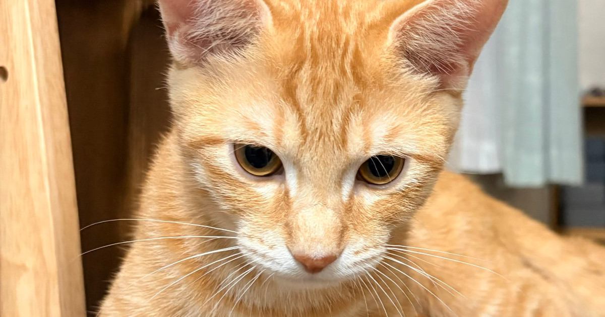 椅子の上で1匹の猫がくつろいでいると思ったら…よく見ると→『驚きの展開』に笑ってしまうと反響「どんな気持ちなんだろうｗ」