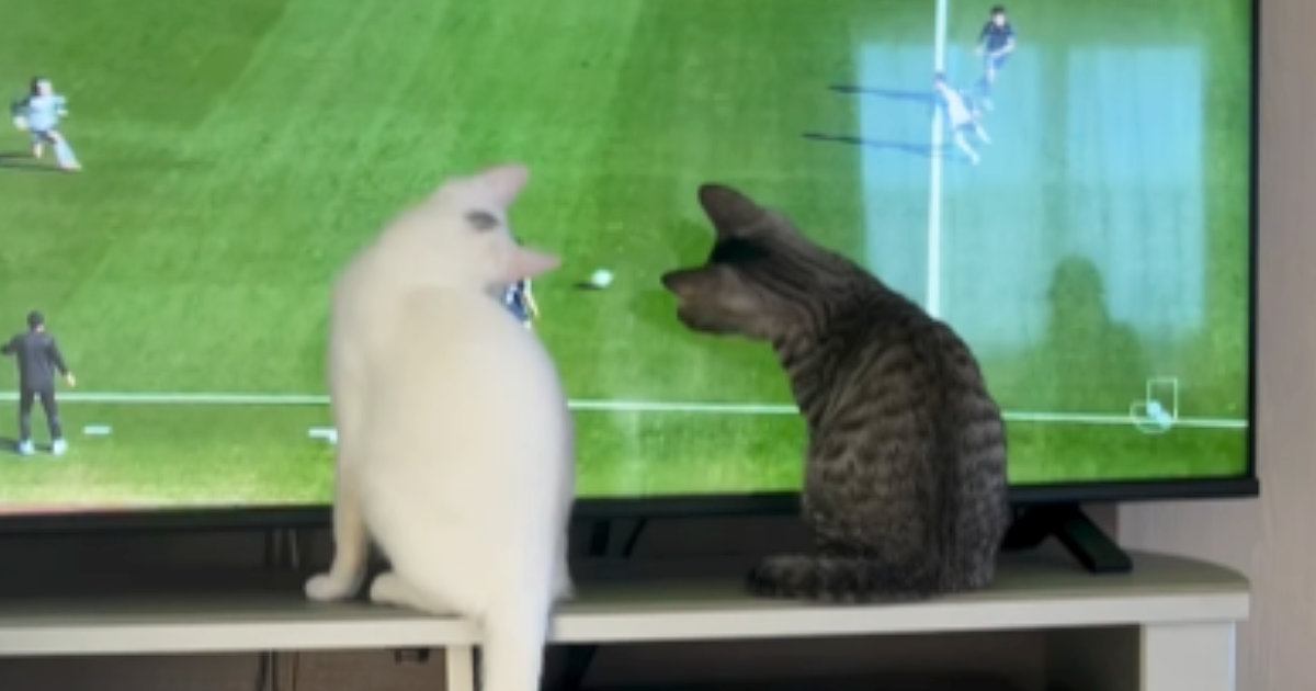 テレビで『サッカーの試合』を見ていたら、猫が…全然集中できない『爆笑の展開』が44万再生「内容入ってこないｗ」「ちゃんと追うんだｗ」