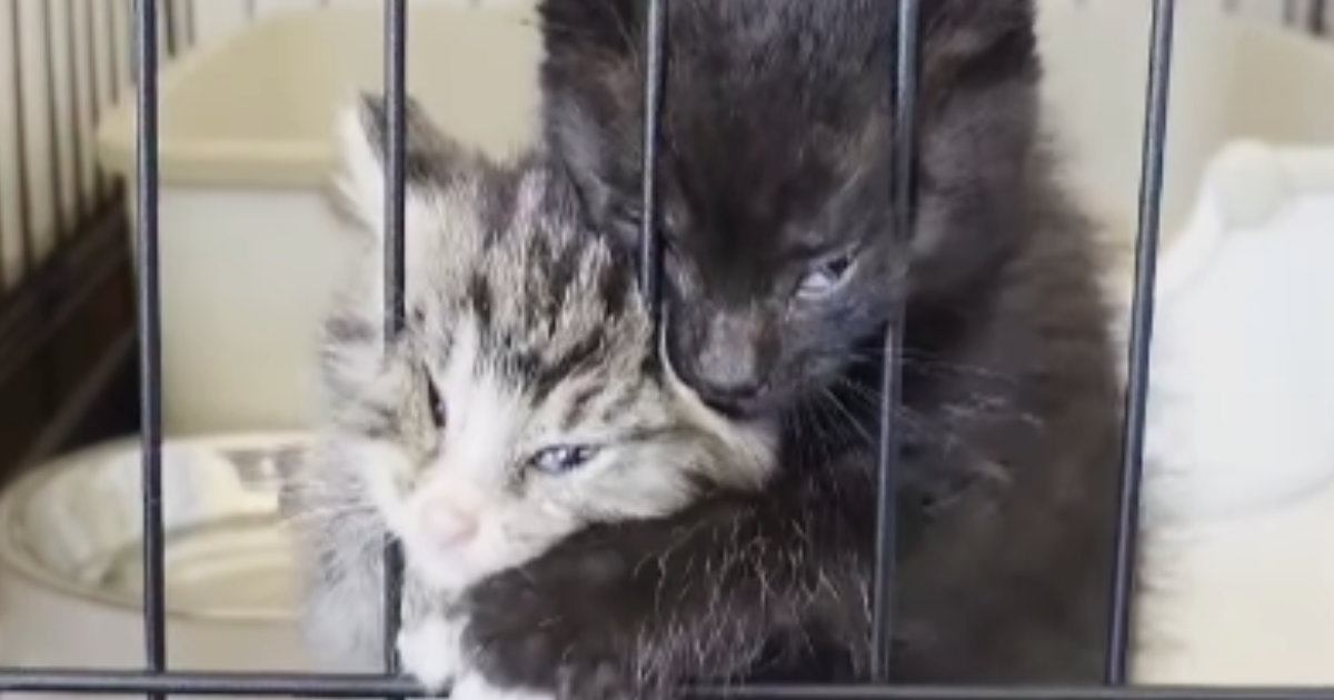 ケージの中からごはんの催促をする子猫→顔を押しつけすぎた結果…『衝撃の表情』が87万再生「変顔で気を引こうとｗ」「怖いｗ」