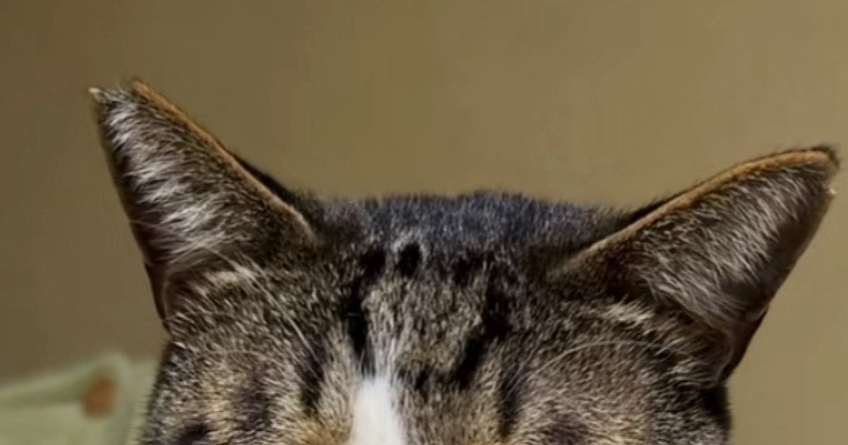 必死に眠気と闘うキジ白猫→『表情』を見ると…爆笑不可避な『まさかの光景』が221万再生「フリーレンすぎるｗ」「なっさけない顔ｗ」