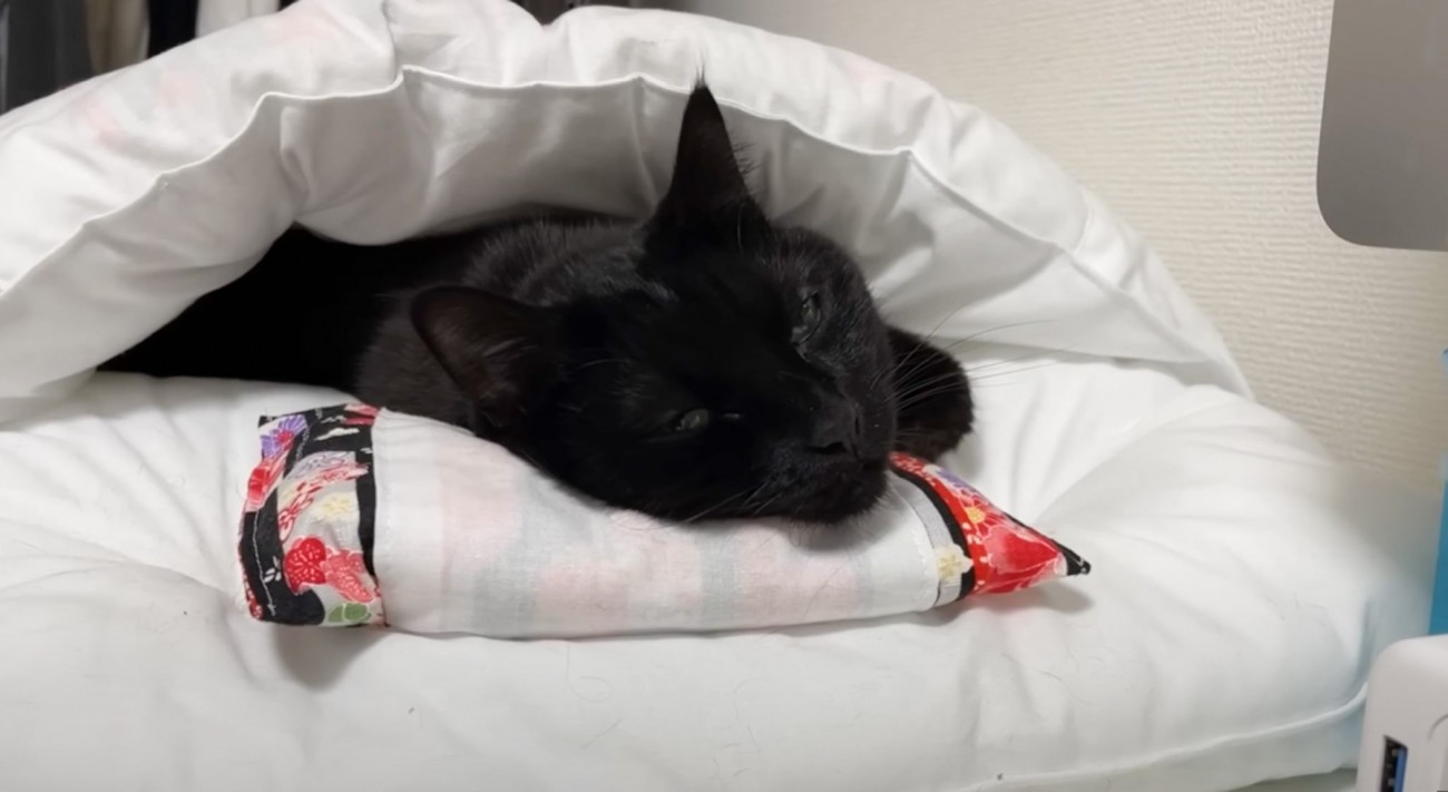 枕を使ってお布団で眠る猫→まるで『人間のように使いこなす姿』が可愛すぎると笑顔になる人が続出「完璧に使いこなしてるｗ」「すごすぎｗ」