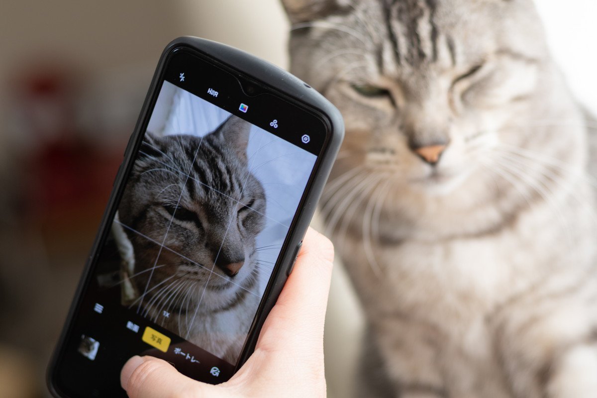 自分の『猫愛の強さ』に気付く瞬間4つ　猫好きなら共感できる、あるある現象とは？