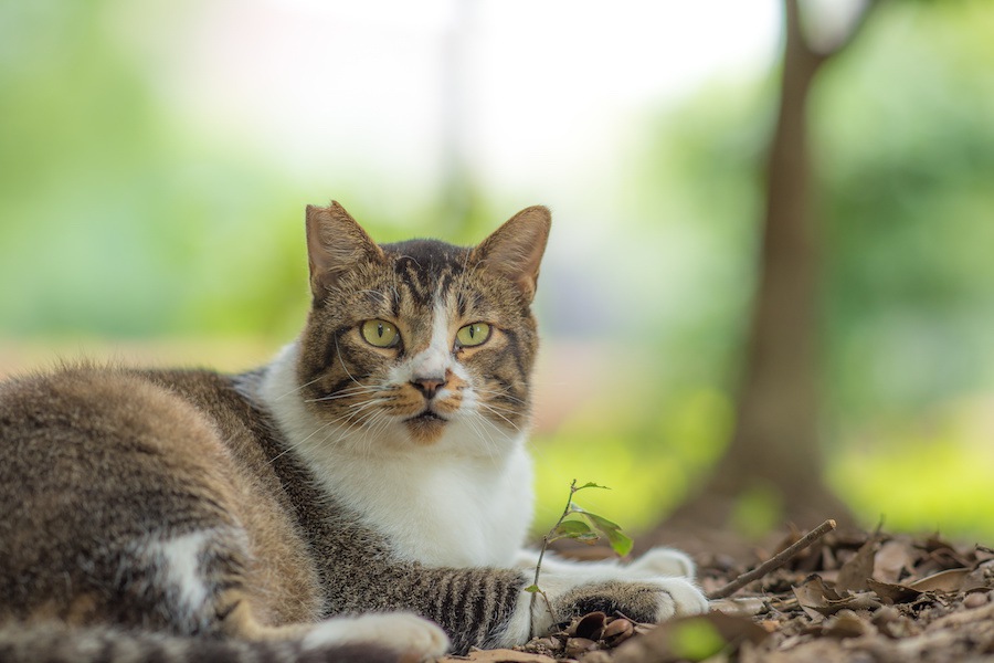 耳が目印！さくらねことは？