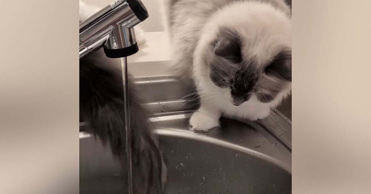 姉猫が蛇口から流れる水をじっと見つめていると→妹猫のしっぽが…シュールすぎる光景が12万再生「クスっときたｗ」「気にならないのかなｗ」