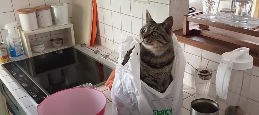 無事に出来るかな？猫ちゃんたちに邪魔されながらクッキング！