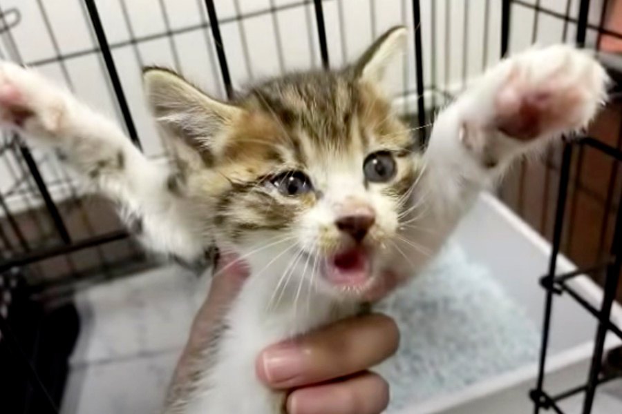 視力の弱い子猫…すくすく成長し永遠の家族のもとへ！