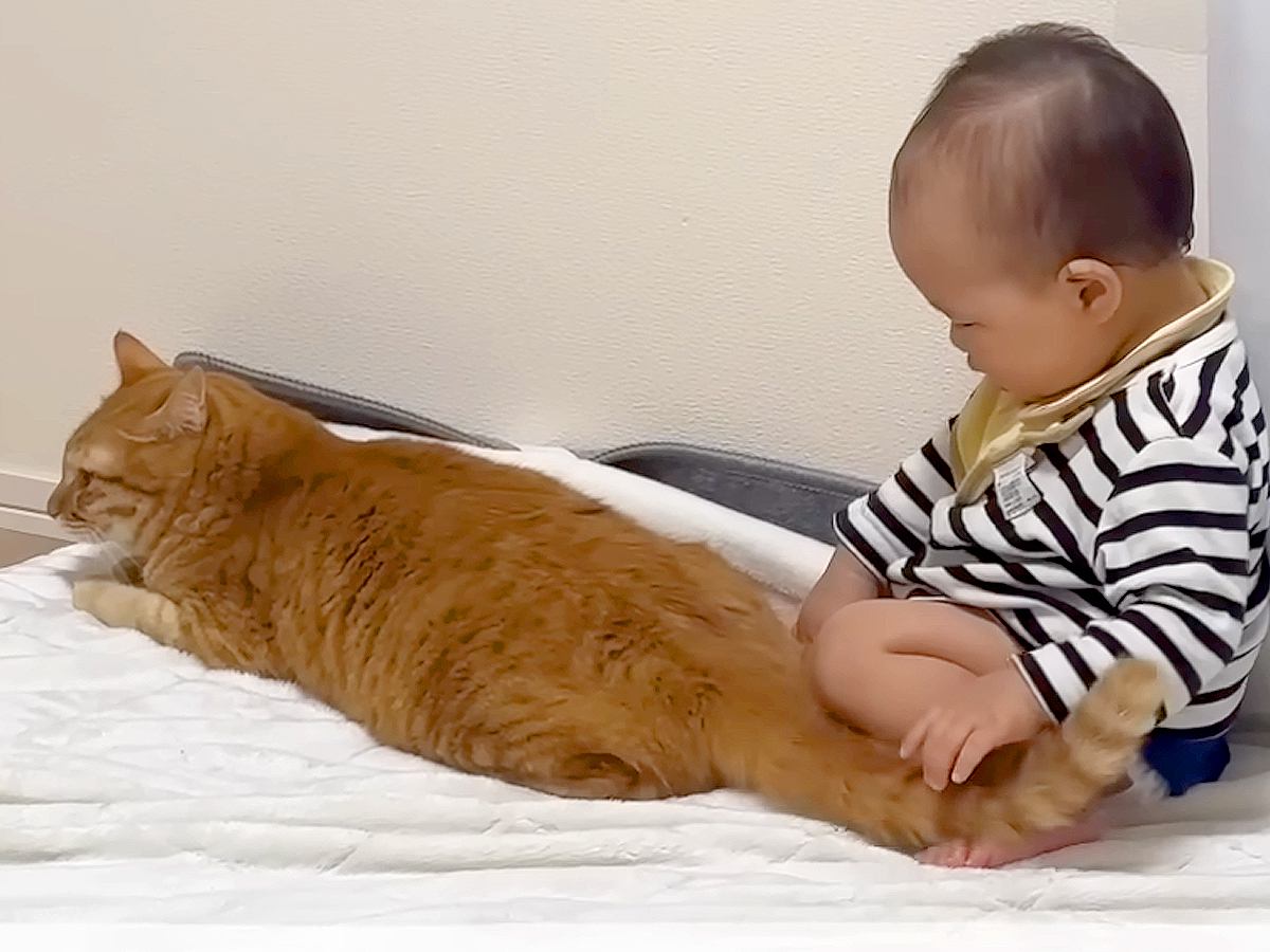 赤ちゃんが猫のおしりをポンポンした結果→優しく受け入れて…ずっと見ていられる『尊い光景』に「されるがまま」「平和でいいニャン」と反響