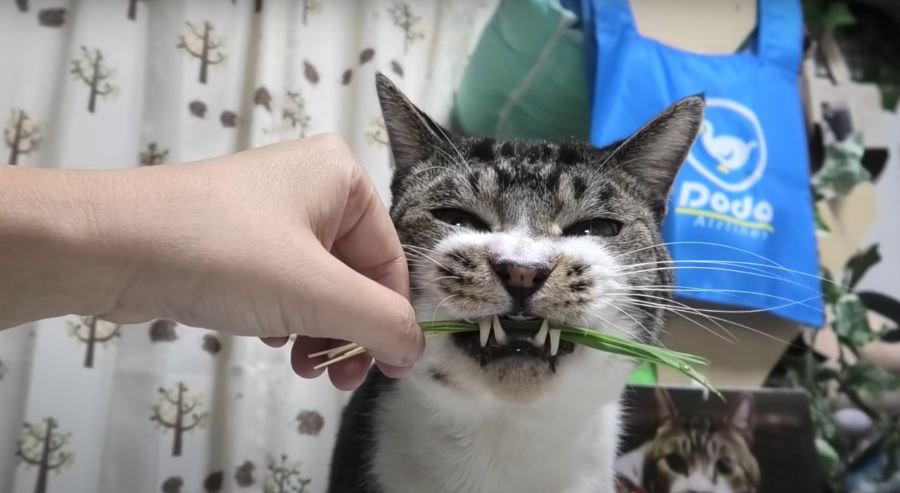 猫草むしゃむしゃ☆ケロッてすっきり！