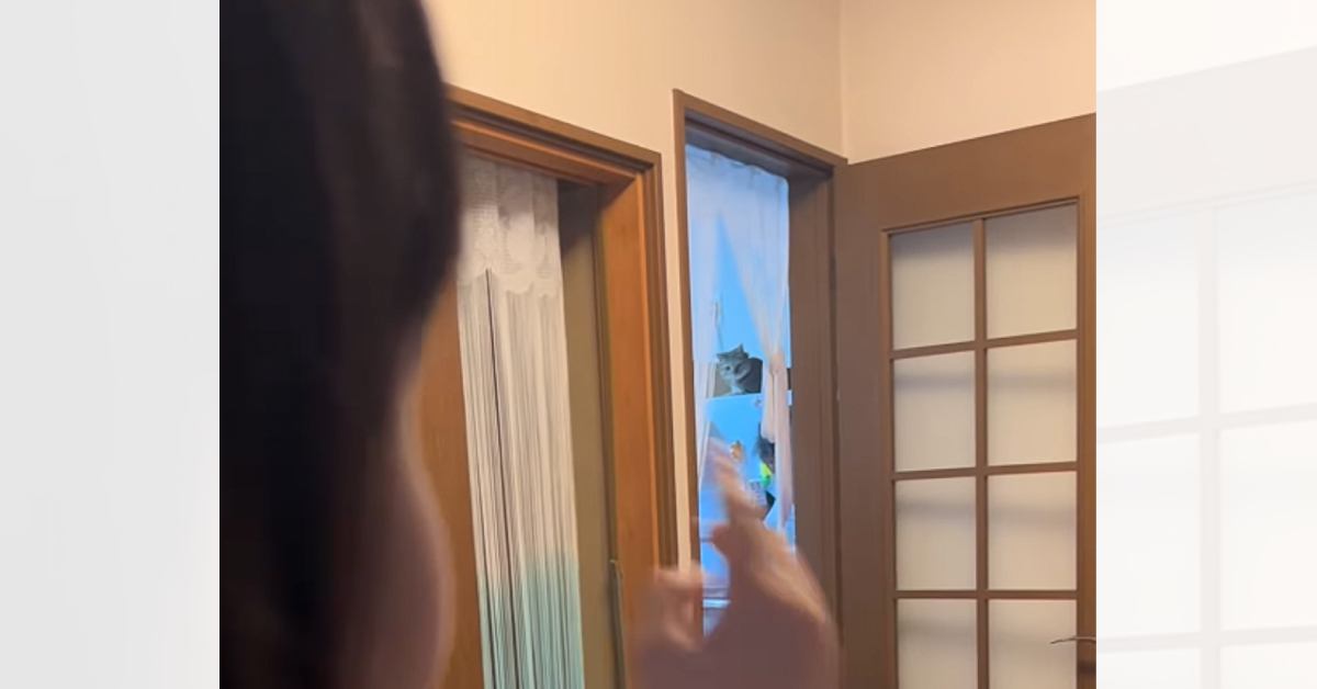 猫が『半年ぶりに帰ってきた次女』を見た結果…まさかのリアクションに感動が止まらないと35万再生「覚えてるんだね」「大好きなのが伝わる」