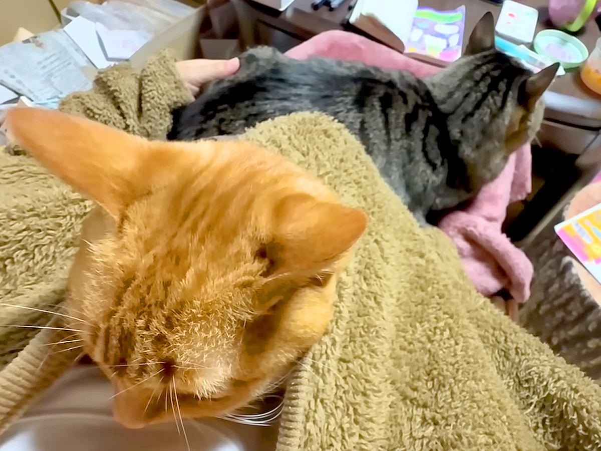 寒い夜→猫をヒザの上に乗せていたら、もう１匹が…思わず心まで温まる『尊い行動』に反響「幸せな空間」「ママさんの嬉しそうな声がいいｗ」