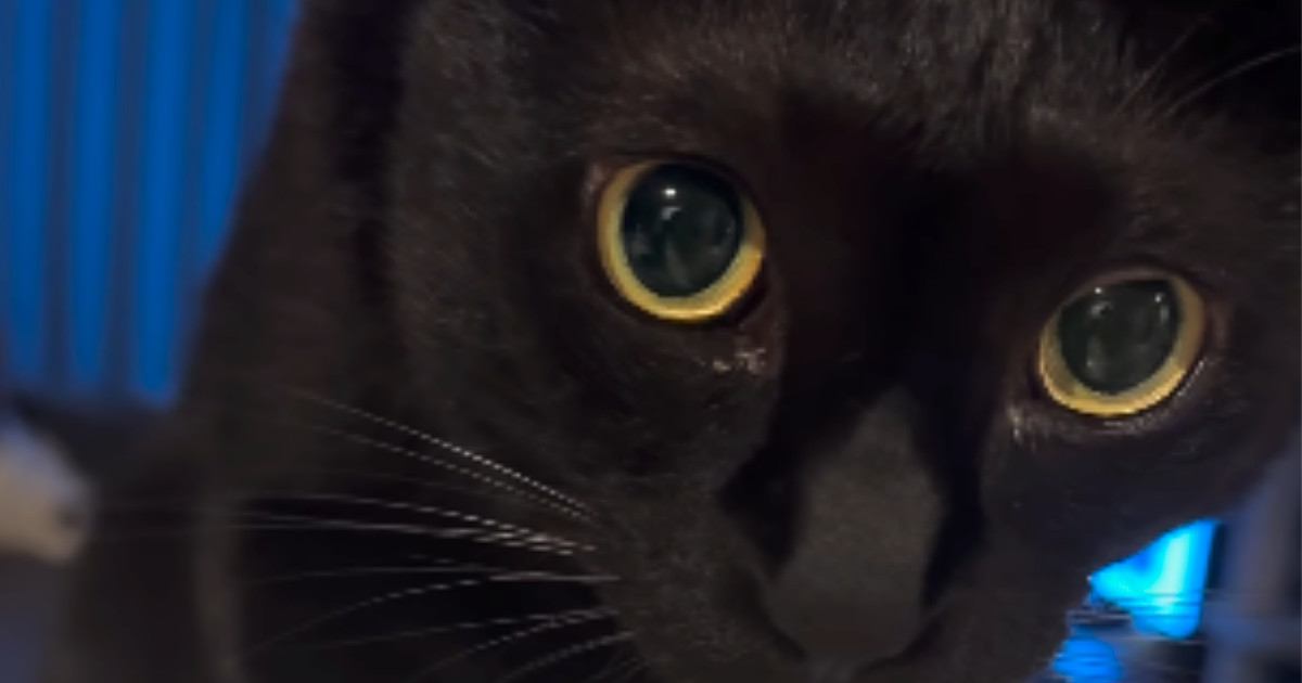 自動給水器で水を飲む黒猫→おててを見ると……独特な『飲み方』が尊すぎると28万再生「めちゃめちゃ可愛い」「個性があっていいね」