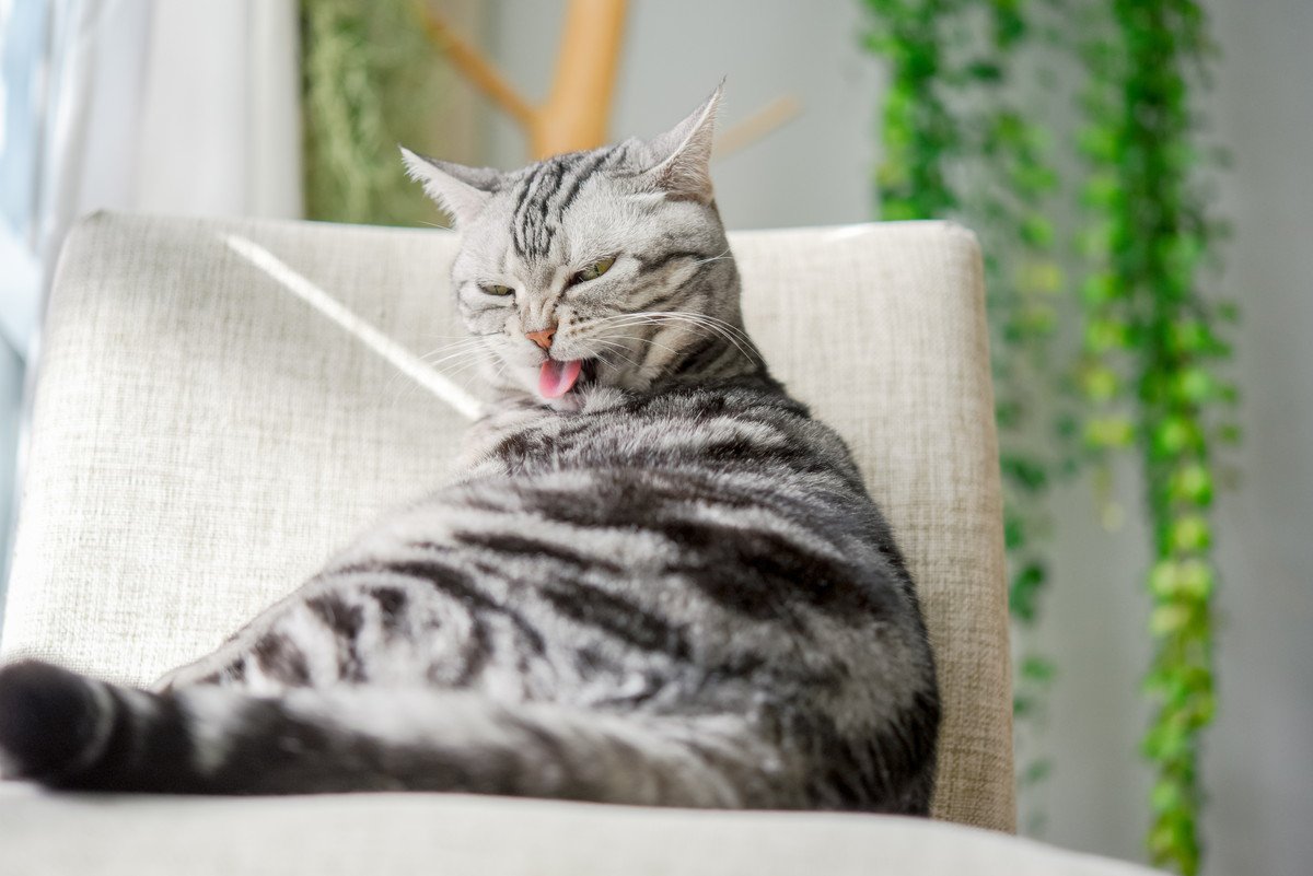 猫の被毛が『毛割れ』を起こす理由4選　改善のためにできることは