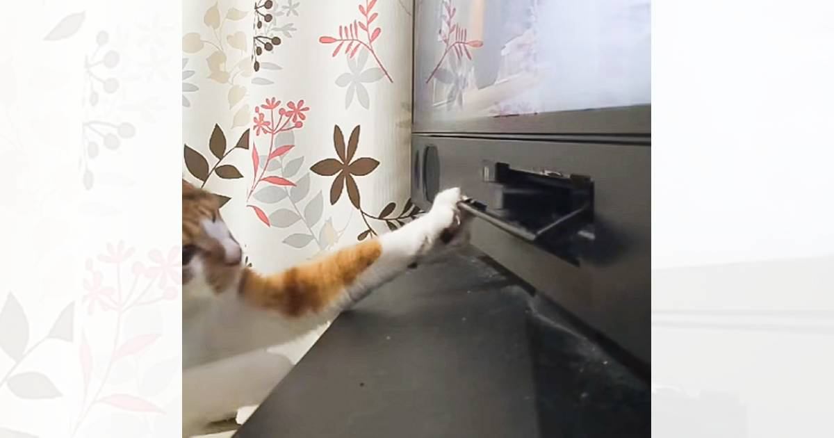 DVDプレイヤーを操作していたら、『ネコ』が…想像以上の『リアクション』に「激しいｗｗ」「やるんかコラァｗ」と笑う人続出