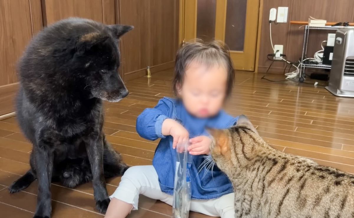 猫と犬が『オヤツを持った赤ちゃん』を見たら…優しさあふれる光景がほっこりすると19万再生「顔が緩んだ」「ほんとにいい子たち」の声