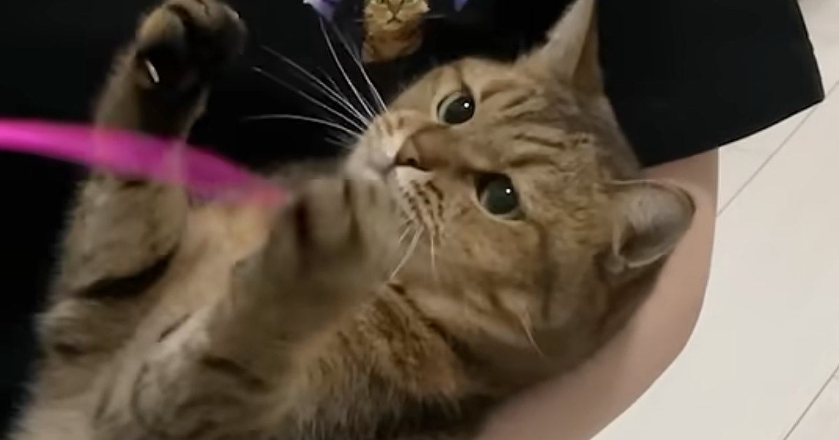 猫を抱っこしてめいっぱい甘やかしてみた結果…微笑ましすぎる光景に「本当に赤ちゃんみたいｗ」「ママさんの頭脳戦ｗ」と癒される人が続出
