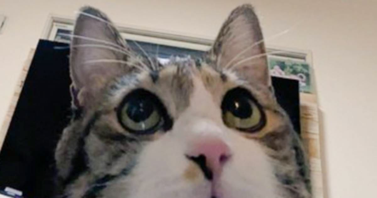 『ちょっとヤバ顔撮れた』おやつを前にした猫の表情を見てみると…とんでもない姿が71万いいね「アインシュタイン？」「待ってるｗｗ」