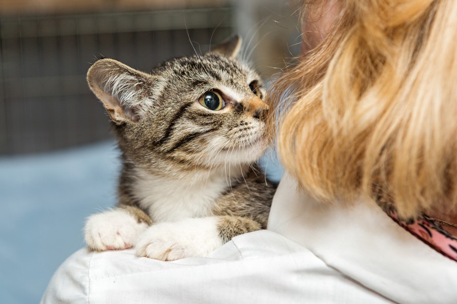 猫が髪の毛を狙ってくる理由と対処法